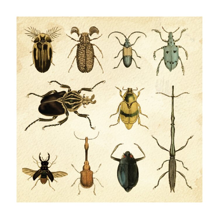 Beetles Infographics